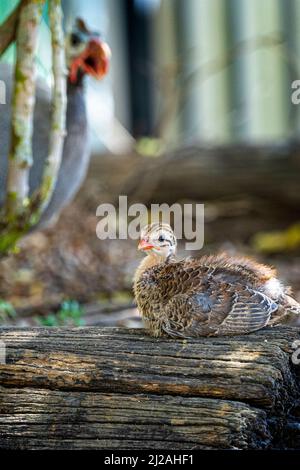 Behelmte Guineavögel (Numida meleagris) Küken sitzen auf log mit Elternvögel im Hintergrund Stockfoto