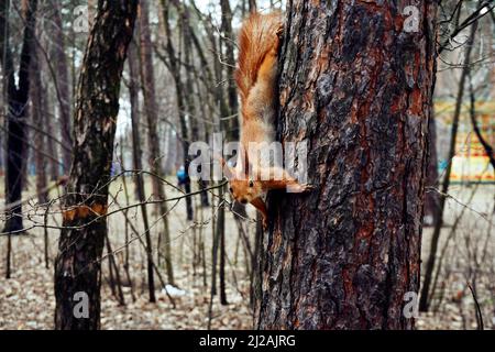 Fröhliches rotes Eichhörnchen auf einem braunen Kiefernstamm im Park Stockfoto