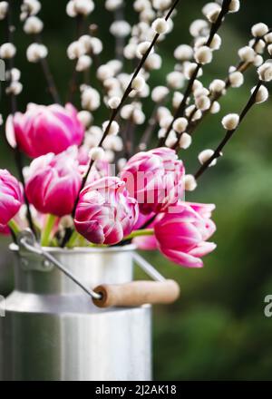 Wunderschöner Strauß aus Frühlingsrosa, weißen Tulpen und Zweigen mit Katzenmuscheln in einer Aluminiummilchdose. Blumendesign oder Gartendekoration. Stockfoto