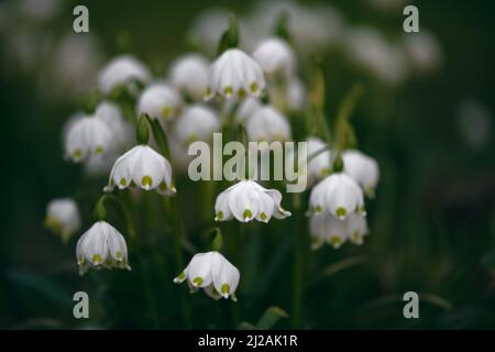 Wunderschöne Natur mit verwischtem Hintergrund und frischen Schneeflocken im Frühlingswald. Selektiver Weichzeichner. (Leucojum vernum) Stockfoto