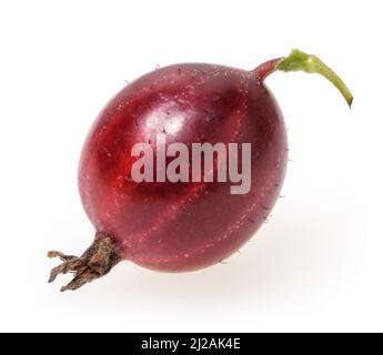 Rote Stachelbeere isoliert auf weißem Hintergrund Stockfoto