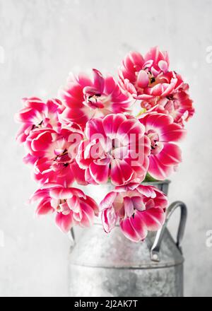 Wunderschöner Strauß von rosa und weiß gefüllten Tulpenblumen in einer alten Metallmilchdose. Frühlings- oder osterkonzept. Stockfoto