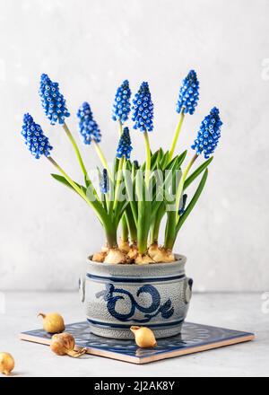 Wunderschöner Frühlingsstrauß aus blauen Traubenhyazinthen in einem alten Keramiktopf. Hausgemachte Osterdekoration. Stockfoto