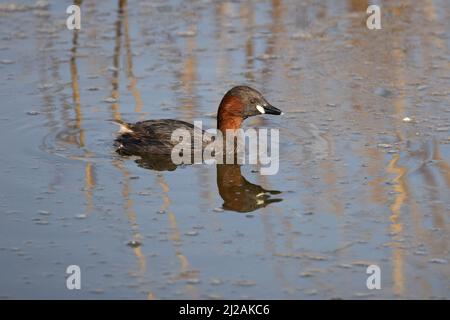 Little Grebe (Tachybaptus ruficollis) Cley Marsh NWT Norfolk GB Großbritannien März 2022 Stockfoto