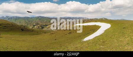 Schwebender Adler über einer Wiese im Hochland Stockfoto