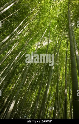 Vertikale, flache Ansicht des üppigen Arashiyama Bamboo Grove, Kyoto, Japan Stockfoto