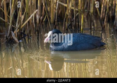 Eurasischer Russ, (Fulica atra) Stockfoto