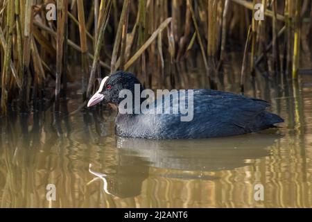 Eurasischer Russ, (Fulica atra) Stockfoto