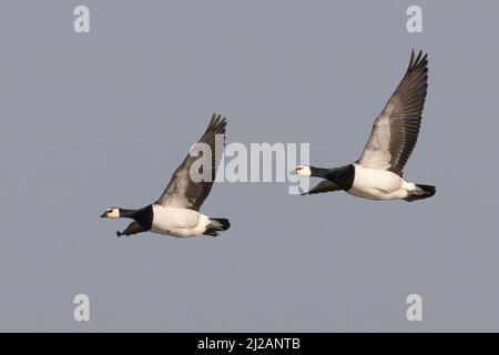 Barnakelgänse (Branta leucopsis) im Flug Stockfoto