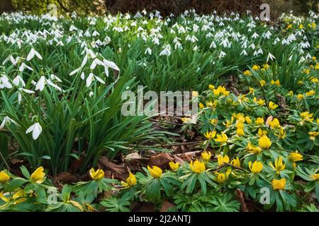 Winter-Akoniten und Schneeglöckchen im Februar Stockfoto