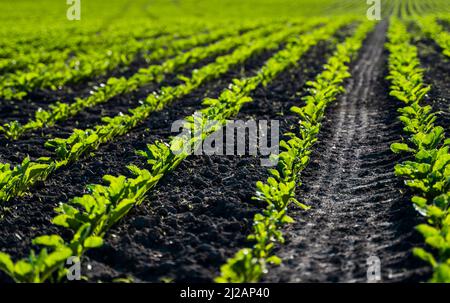 Im Frühjahr wächst auf dem Bauernfeld die Zuckerrübe. Landwirtschaft. Stockfoto