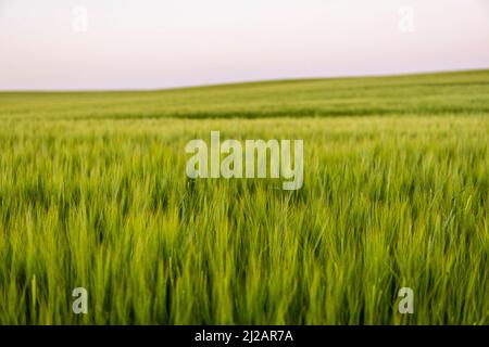 Landschaft von frischen jungen unreifen saftigen Stacheletts aus Gerste. Agrarprozess. Landwirtschaft. Stockfoto