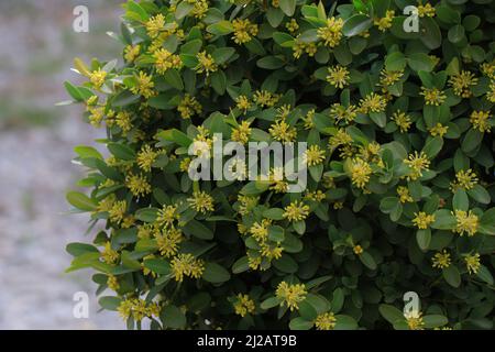 Gelbe Buxus-Blüten. Blühendes Buchsbaum. Buxus sempervirens mit gelben Blüten. Stockfoto