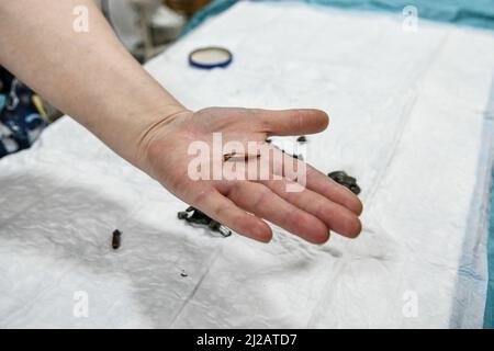 ZAPORIZHZHIA, UKRAINE - 29. MÄRZ 2022 - Ein Arzt hält eine Kugel in der Handfläche vor dem Militärkrankenhaus Zaporizhzhia, Saporizhzhia, Southeas Stockfoto