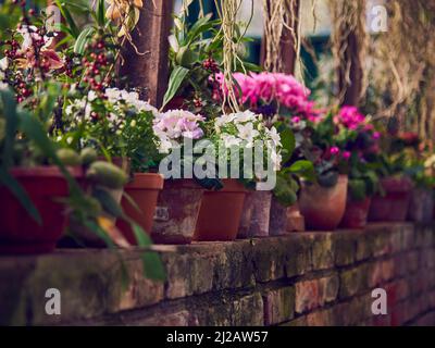 Helle Blumen in stilisierten Blumentöpfen stehen in einer Reihe an der Steinwand im Gewächshaus. Stockfoto