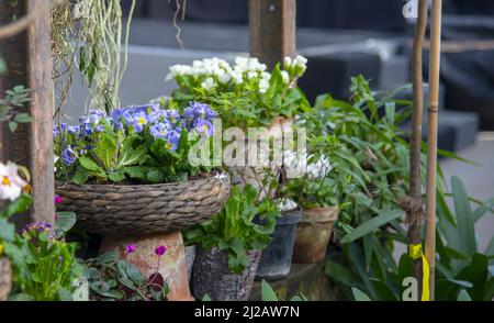 Helle Blumen in stilisierten Blumentöpfen stehen in einer Reihe an der Steinwand im Gewächshaus. Stockfoto