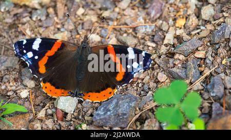 Admiral Schmetterling auf dem Waldboden. Seltenes Insekt mit leuchtenden Farben. Entspannen beim Sonnenbaden. Makro-Tierfoto Stockfoto