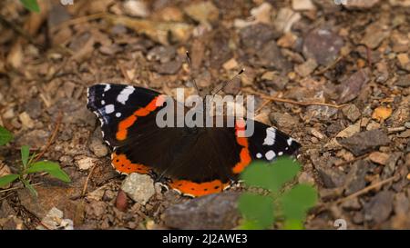 Admiral Schmetterling auf dem Waldboden. Seltenes Insekt mit leuchtenden Farben. Entspannen beim Sonnenbaden. Makro-Tierfoto Stockfoto