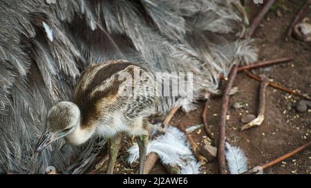 nandu Küken am Nest. Baby Bird erkunden die Umgebung. Tierfoto. Detailfoto Stockfoto