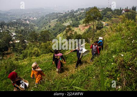 Lembang, Indonesien. 31. März 2022. Während einer Prozession in Lembang werden die Bewohner den Hügel hinauf laufen sehen. Haschat lembur oder Nadar Tumbalan ist ein Ausdruck der Dankbarkeit und der Bitte, dass die Bewohner des Dorfes Buni Asih, Lembang, dem Allmächtigen Sicherheit, Wohlergehen und Gesundheit geben. Kredit: SOPA Images Limited/Alamy Live Nachrichten Stockfoto