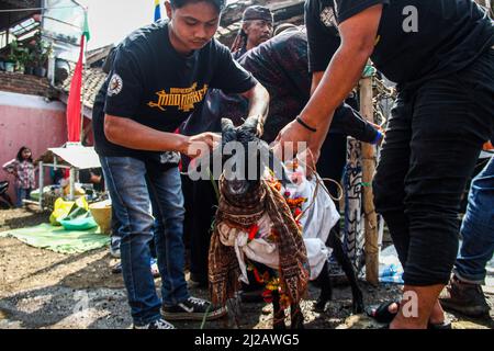 Lembang, Indonesien. 31. März 2022. Sündenböcke für Opfergaben werden während einer Prozession in Lembang gesehen. Haschat lembur oder Nadar Tumbalan ist ein Ausdruck der Dankbarkeit und der Bitte, dass die Bewohner des Dorfes Buni Asih, Lembang, dem Allmächtigen Sicherheit, Wohlergehen und Gesundheit geben. Kredit: SOPA Images Limited/Alamy Live Nachrichten Stockfoto