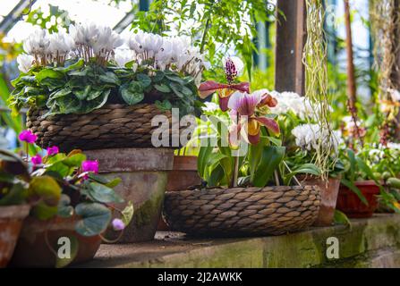 Helle Blumen in stilisierten Blumentöpfen stehen in einer Reihe an der Steinwand im Gewächshaus. Stockfoto