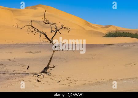 Namibia, die Namib-Wüste, ein toter Baum, der im Hintergrund in den Dünen isoliert ist Stockfoto