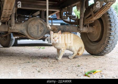 Ginger Katze unter einem Auto auf einem Parkplatz entspannen Stockfoto