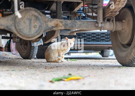 Ginger Katze unter einem Auto auf einem Parkplatz entspannen Stockfoto