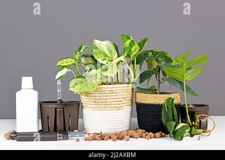 Verschiedene Werkzeuge für die Haltung von Zimmerpflanzen in passiven hydroponics Tonpellets-System Stockfoto