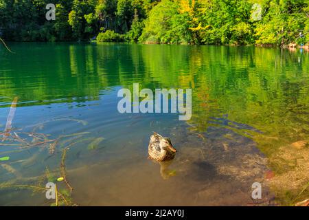 Entenschwimmen im Proscansko See oder Proscansko Jezero des Nationalparks Plitvicer Seen in Kroatien. Naturpark mit Seen und Wasserfällen in Lika Stockfoto