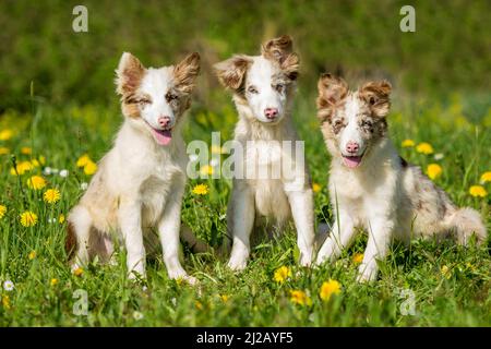 Drei Border Collie Welpen auf einer Frühlingswiese Stockfoto