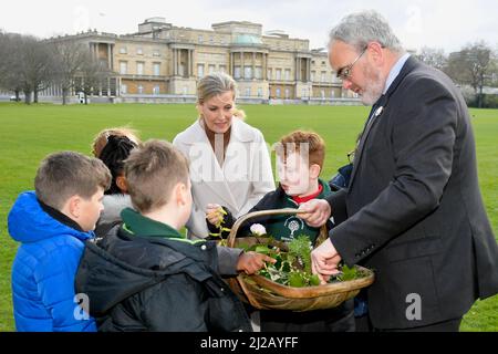 Die Gräfin von Wessex schließt sich den vierjährigen Schülern der Grange Park Primary School, Shropshire, an, da Geraint Richards, Chefforstmeister des Herzogtums Cornwall, mit ihnen verschiedene Baum- und Pflanzenausschnitte identifiziert, bevor im Buckingham Palace Garden eine Ulme gepflanzt wird. Mit dem Ende der offiziellen Baumbepflanzungssaison für The Queen's Green Canopy, einer britischen Initiative zum Platin-Jubiläum, die durch ein Netzwerk von Bäumen, die in ihrem Namen gepflanzt wurden, ein dauerhaftes Vermächtnis zu Ehren des 70-jährigen Dienstes der Königin für die Nation schaffen wird. Bilddatum: Donnerstag, 31. März 2022. Stockfoto