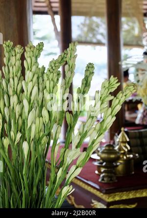 Ein paar schöne Agave Amica oder Tuberose Blumen und Knospen für Haus und Gebäude Dekoration, Ein beliebter Blumenschmuck als Hinweis in Parfümerie oder gemischt FL verwendet Stockfoto