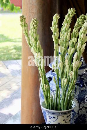 Ein paar schöne Agave Amica oder Tuberose Blumen und Knospen für Haus und Gebäude Dekoration, Ein beliebter Blumenschmuck als Hinweis in Parfümerie oder gemischt FL verwendet Stockfoto