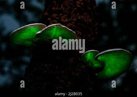 Der Geisterpilz (Omphalotus nidiformis) ist ein biolumineszierender Pilz, der nachts ein weiches grünes Leuchten ausstrahlt. Stockfoto