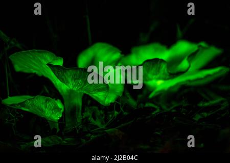 Der Geisterpilz (Omphalotus nidiformis) ist ein biolumineszierender Pilz, der nachts ein weiches grünes Leuchten ausstrahlt. Stockfoto