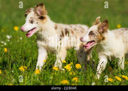 Border Collie Welpe in einer Frühlingswiese Stockfoto