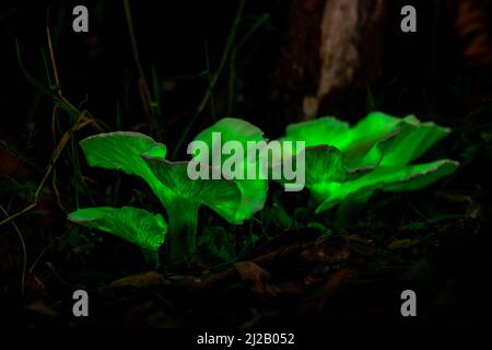 Der Geisterpilz (Omphalotus nidiformis) ist ein biolumineszierender Pilz, der nachts ein weiches grünes Leuchten ausstrahlt. Stockfoto