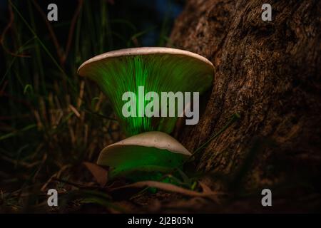 Der Geisterpilz (Omphalotus nidiformis) ist ein biolumineszierender Pilz, der nachts ein weiches grünes Leuchten ausstrahlt. Stockfoto