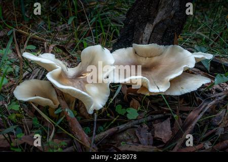 Der Geisterpilz (Omphalotus nidiformis) ist ein biolumineszierender Pilz, der nachts ein weiches grünes Leuchten ausstrahlt. Stockfoto