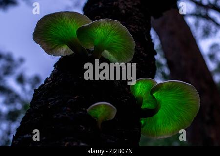 Der Geisterpilz (Omphalotus nidiformis) ist ein biolumineszierender Pilz, der nachts ein weiches grünes Leuchten ausstrahlt. Stockfoto