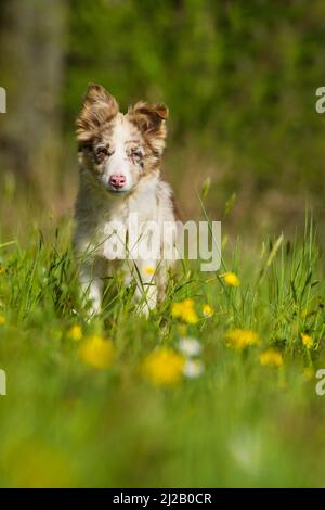 Border Collie Welpe in einer Frühlingswiese Stockfoto