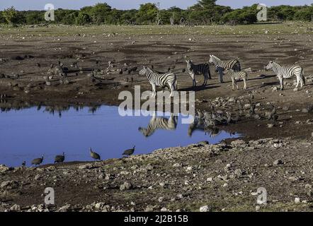 Wasserloch-Szene im Etosha National Park Stockfoto