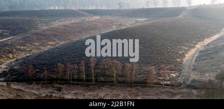 Fußwege über Heathland Hills, die im frühen Frühjahr zum Sherbrook Valley in der Cannock Chase Area in Outstanding Natural Beauty Staffordshire führen Stockfoto
