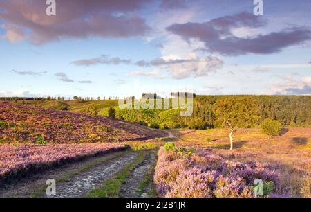 Fahren Sie im Sommer durch Heathland hinunter ins Sherbrook Valley Cannock Chase Country Park AONB (Gebiet von außergewöhnlicher natürlicher Schönheit) in Staffordshire Stockfoto