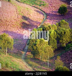 Im Spätsommer blüht das Heidekraut auf dem Hügel Cannock Chase Country Park AONB (Gebiet von außergewöhnlicher natürlicher Schönheit) Staffordshire England Großbritannien Stockfoto