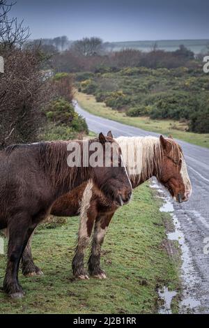 Bodmin Ponies grasen bei miserablen, nebligen Wetterbedingungen auf den wilden Goonzion Downs am Bodmin Moor in Cornwall. Stockfoto