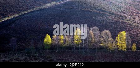 Birken auf den Heatland-Hügeln werden am frühen Morgen von diffusem Licht beleuchtet, Cannock Chase Country Park AONB (Gebiet von außergewöhnlicher natürlicher Schönheit) in Staffo Stockfoto