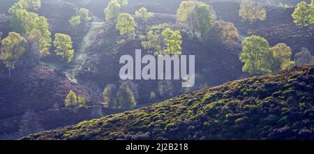 Birken auf den Heatland-Hügeln werden am frühen Morgen von diffusem Licht beleuchtet, Cannock Chase Country Park AONB (Gebiet von außergewöhnlicher natürlicher Schönheit) in Staffo Stockfoto